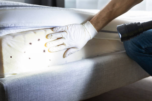 Best Insect Control  in Strafford, MO