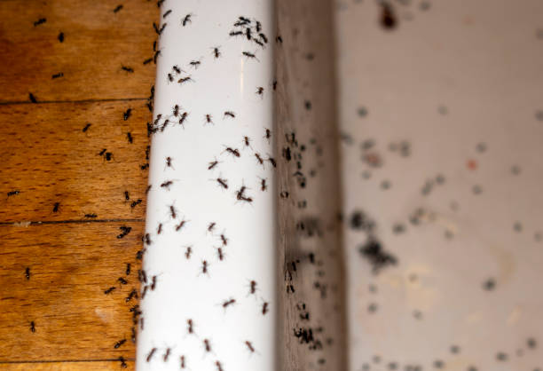Best Best Pest Control Companies  in Strafford, MO