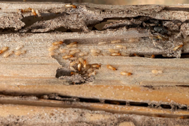 Best Affordable Pest Control Services  in Strafford, MO